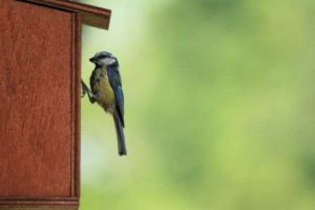 Gurkha blue garden tit about British Army Rambahadur Limbu